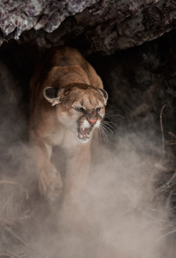 suffocative:  A female cougar defending her