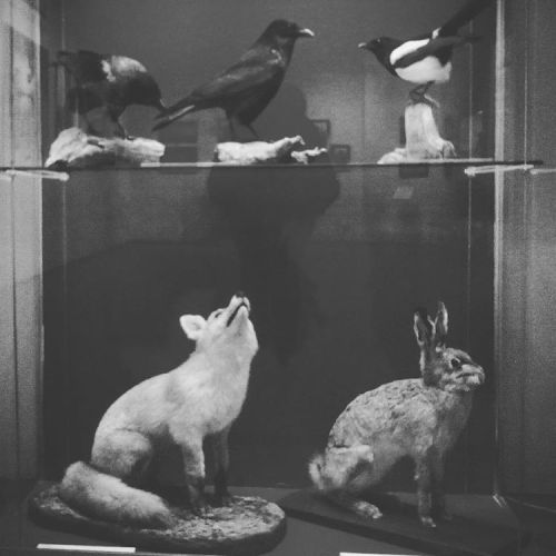 #taxydermy cabinet #vulpesvulpes #corvuscorone #corvuscornix #picapica #oryctolaguscuniculus (hier: 