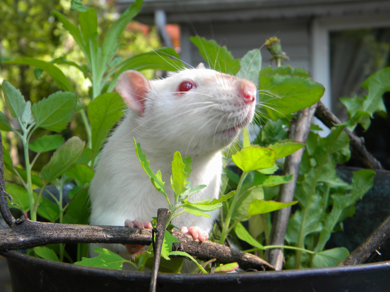 someacidicbitch:  meet my pet rat, Teddy! he is my handsome lil man. Rescuing him