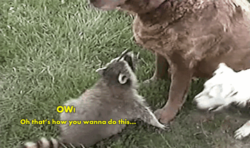 hedaswarrior:Lexacoon CRACK (feat. An-terrier and Labra-gus?)Flashback. Lexa being a little shit/pro