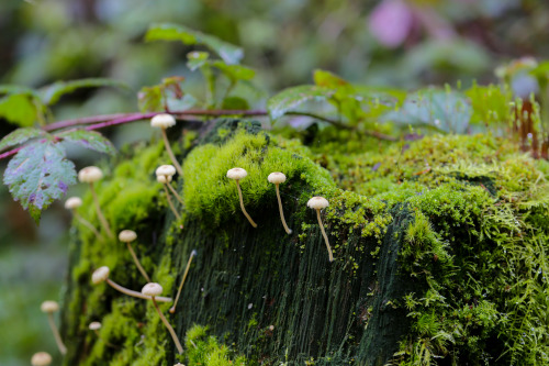steepravine:Tiny Mushrooms On Mossy Fencepost(Mendocino, California - 2/2016)
