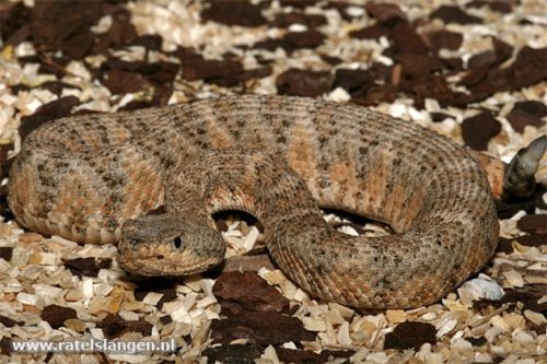 El Muerto Island speckled rattlesnake
