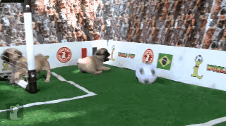 musicc-cann-savee-uss:  Puppy pugs playing soccer