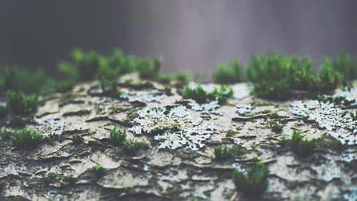 leebarguss:  Life on a Branch (by Nina Lindfors) 