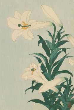 Hoodoothatvoodoo:  Ohara Koson &Amp;Lsquo;White Lily&Amp;Rsquo; 