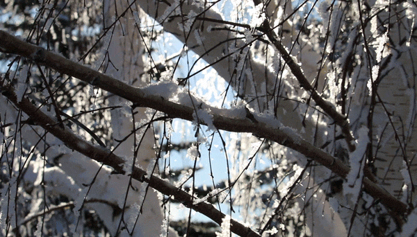 Frost falling from my “White Tree of Gondor” gif by riverwindphotography, December 2017