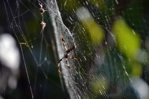 Spider in Key Biscayne, Florida.