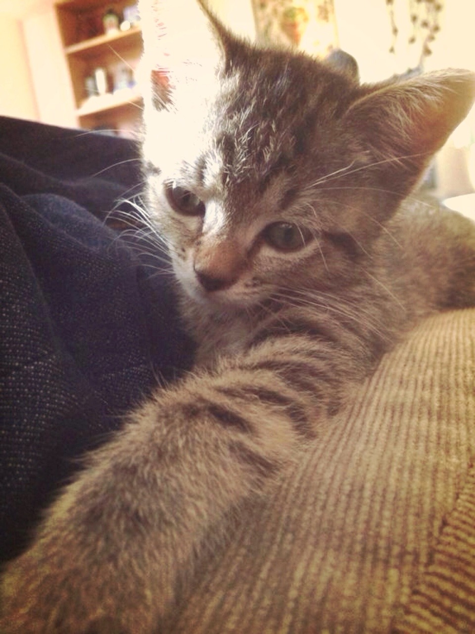 th3w0lfcub:  Emotional support animals are very very real. 