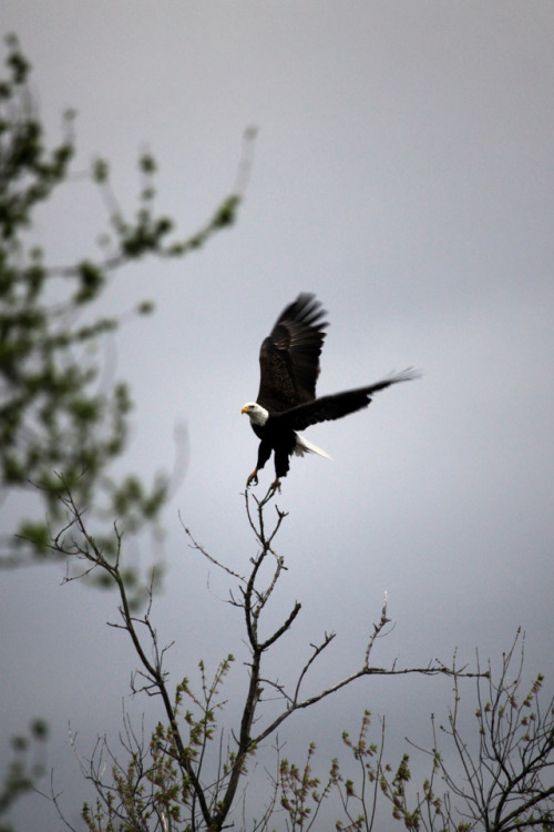 walking-geema - …the Eagle in the storm