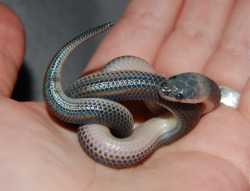 undercover-little-kitten:  ouroboner:  i found some more pictures of that Sunbeam snake! So cute… (via)   Ugh I love sneks so much ;-;