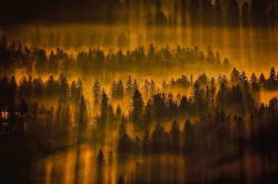 five-guns-days:   landscape-photo-graphy :Photographer Captures the Poetic &amp; Enigmatic Beauty of the Slovenian Forest Slovenian photographer Filip Eremita has devoted his time in capturing the Slovenian forest and its majestic tranquility and wisdom.