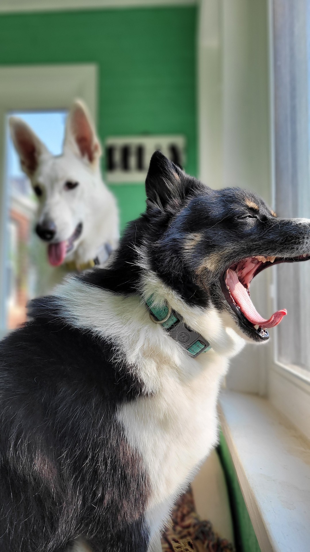 katiiie-lynn:Mornings after work with my babies are my favorite 🥰🐾💖The last shot is hilarious and perfectly captured, Freya mid yawn 🤣🤣🤣👌 Our gorgeous babies 🥰🥰😂 and the perfect shot of Freya
