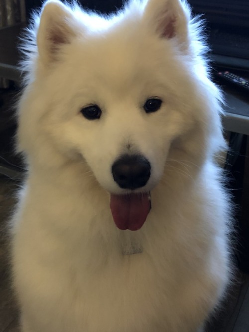 neothesamoyed: :l:D