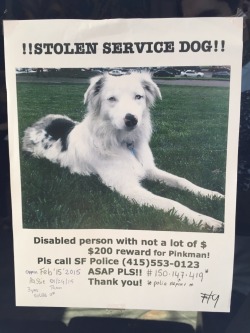 gremthemonster:squashverdi:If you guys are in the SFO Bay Area please keep your eyes out for this dog. This woman needs her service dog more than you need a pretty animal. Signal boost pleaseThis is only a few hour drive from where I live. I’ll keep