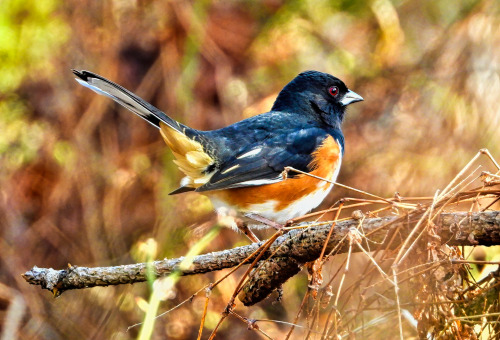 birbmania:Eastern towhee, male … Prime Hook National Wildlife Refuge, Milton, Delaware … ½/21