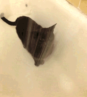 Silly Cat Gifs To Keep You From $h
