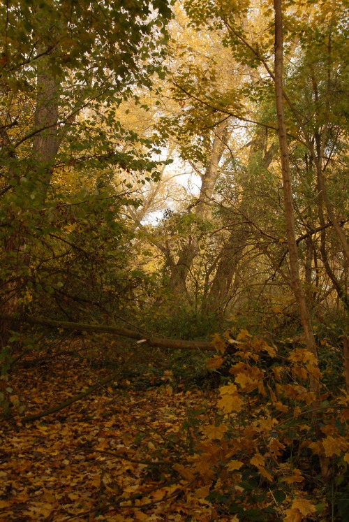  autumn forest