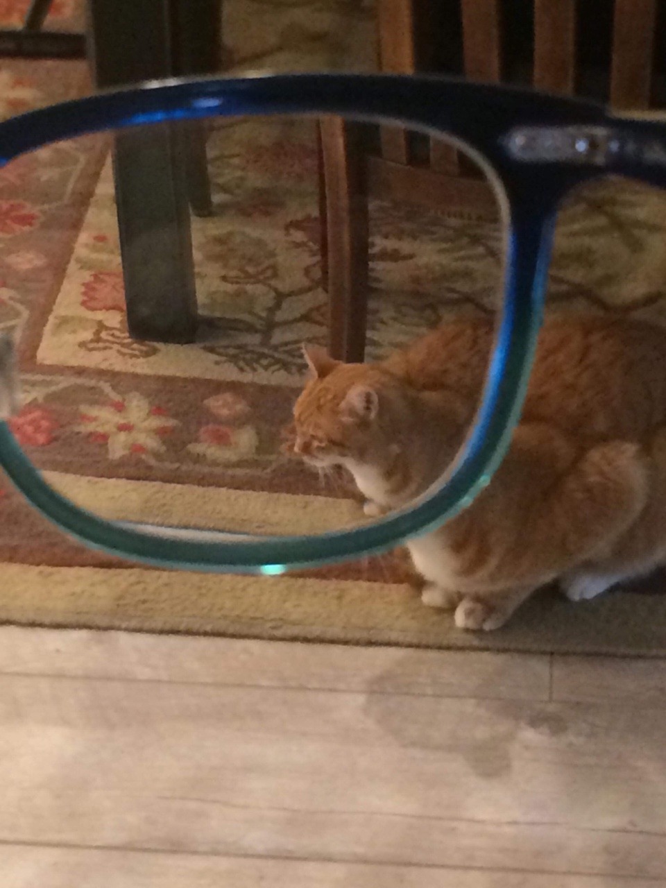 spiroandthelacktones: hivemagic:   leporell-o:  leporell-o:  hey does anybody want