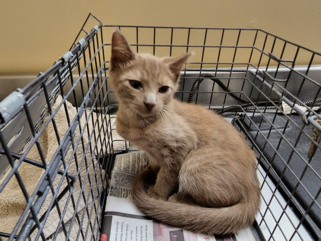 talesfromtreatment:talesfromtreatment:talesfromtreatment:talesfromtreatment:Not your typical coat color in a catI think it’s probably actually an orange kitten with a very ‘sooty’ cast to it. Better lighting and he looks even weirder.