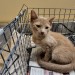 talesfromtreatment:talesfromtreatment:talesfromtreatment:Not your typical coat color