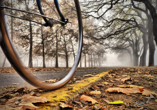 delightfulcycles: foggy autumn ride (via ~BLePister on deviantART)