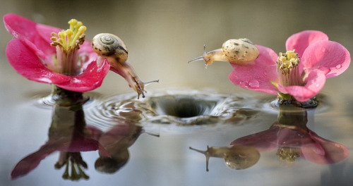 awkwardsituationist:photos by alberto ghizzi panizza of two snails on italy’s po river mesmerized by