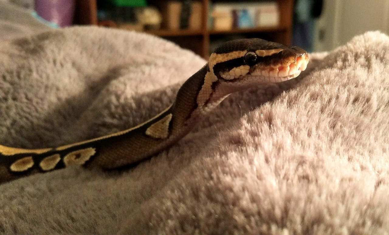 andromeda-says-hi:  Why, what a lovely blanket you have!
