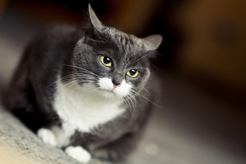 Cat #323/365 by A. Aleksandravičius on Flickr.