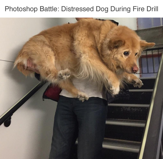 wwinterweb:  PSB: Distressed dog during fire drill (see 9 more) 