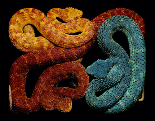 Porn brainalize:  Snakes in squares by Guido photos