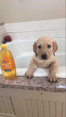 awwww-cute:  Gave the little guy his first bath