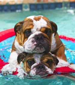 English Bulldog Love