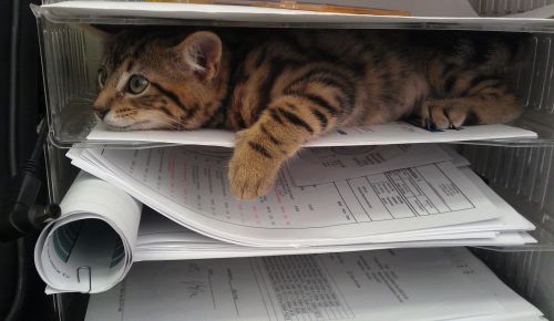 byzantienne: awwww-cute: That time I brought my kitten to work… (Source: ift.tt/2je05P