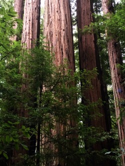 justemoinue2: Land of Giants Big Basin Redwoods