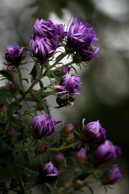 walking-geema:Purple Wild Asters