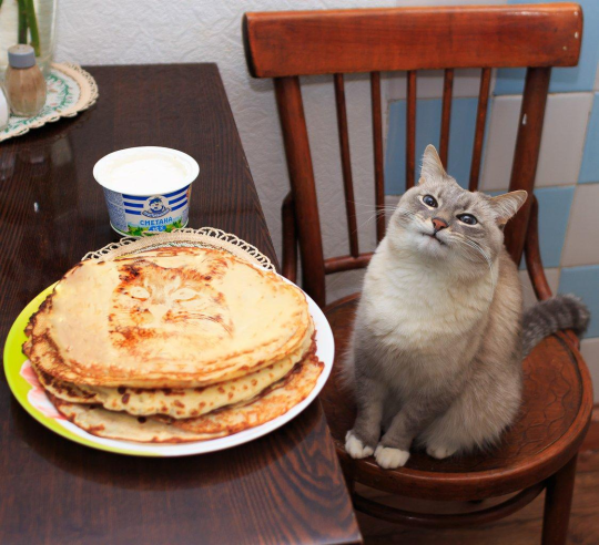 bikebutch:anyone have that photo of the cat next to a plate full of blin??  This one?