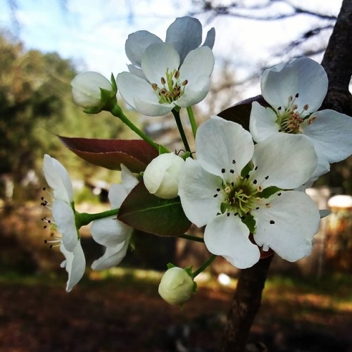 The pear tree has started to bloom in my yard. . #peartree #bradfordpeartree  . . #introvertedtravel