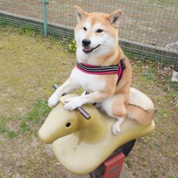 unihalo:  Horse back riding!! #shiba#shibe#shibainu#shibainuuni#shibalovers#shibaoftheday#shibastagram#instashiba#lovepets#lovedogs#loveshiba#dog#doge#doglovers#uni#unistagram#dogstagram#instagood#love#tokyo#japan#happyface#柴犬#柴犬うに#horsebackriding#horse