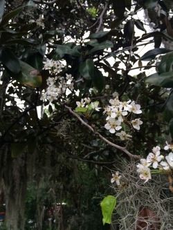dailyplantfacts:  As Spring begins in some parts of the United States, fruit trees are starting to bloom! Pictured here is a pear tree beginning to flower on the University of Florida campus in Gainesville. While most pears grown for production are in