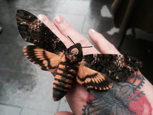 ikemoths:A very famous moth, the African death’s head hawkmoth :) Named after the skull shape on their back, though honestly i dont care about the skull, i care about the fact that they can SQUEEK!!!I LOVE THEM SO MUCH