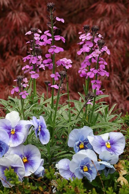 Alpine wallflower / Schöterich ‘Bowles Mauve’ (Erysimum linifolium 'Bowles Mauve’)