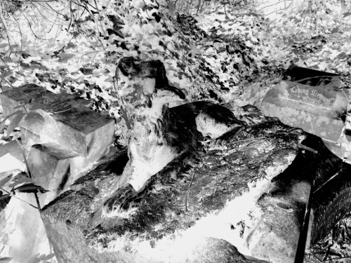 “Dog” - Nunhead Cemetery (London) - April 2015
