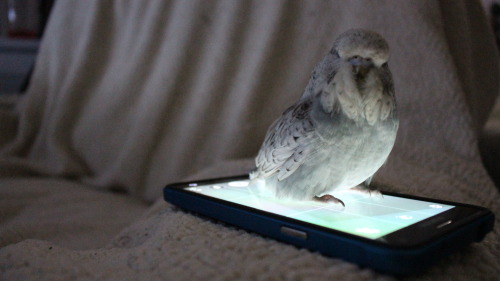 coelasquid: lilbudgies: Dylan, give me back my phone.  I did not know budgies could lofe.