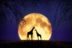 moonipulations:  Giraffes at Midnight – Photography by Jenny Woodward http://bit.ly/1vsNHPb  #fullmoon  #giraffes  …