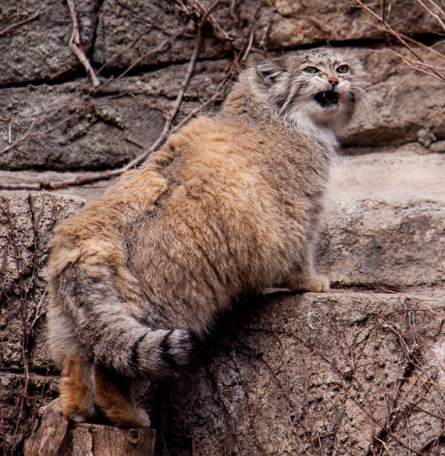 eyes-of-the-cat: Pallas Cat (Sue Conwell)