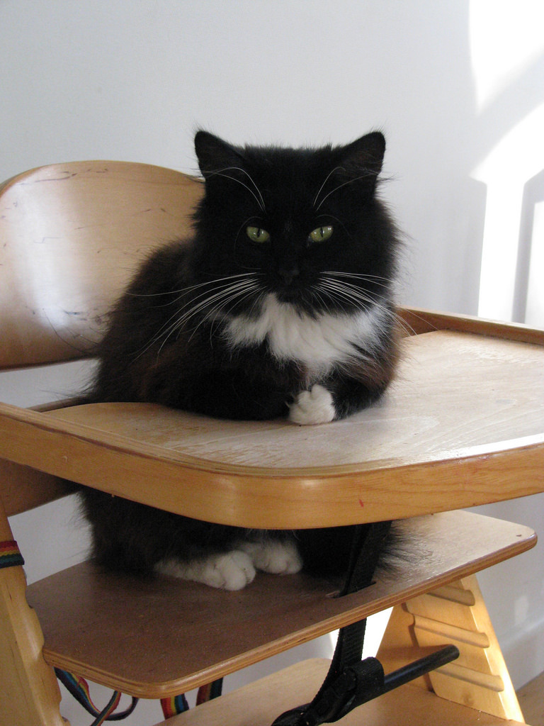 mostlycatsmostly:  Binks (by Heart felt) 