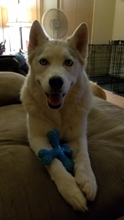 6woofs:Chewin’ time