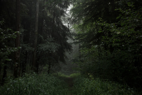 90377:   Wald by Martin Fellmann   