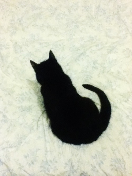 pancho-irl:smolpie:How To Become A Circle: a six-step program for felines[as demonstrated by Fizz]Ba