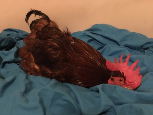 feathers-scales-and-tails:His bed now 